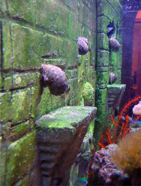This is a 110 gal. Seahorse Aquarium with a Three Dimensional Background inside the tank. Sea life...