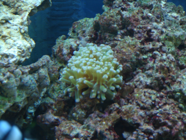 Frogspawn in rock