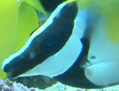 Hole has formed behind pectoral fin. No visible blood loss, fish remains active and hungry. Hole is...