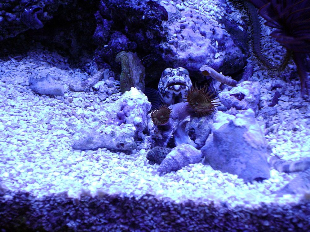 new jawfish