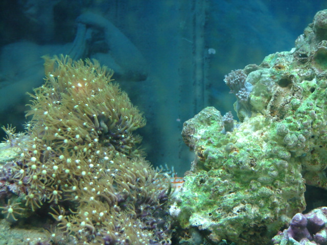 The Polyps are doing great!!!!  I am very happy with them.  The Xenia I just moved up to the top of...