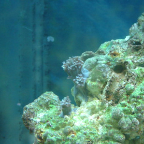 The xenia has looked pathetic for a few weeks now.  I am not giving up on it though.