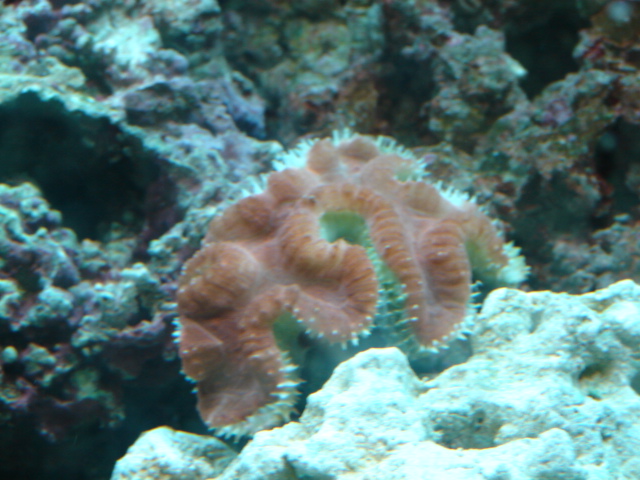 A very nice specimen I found at a LFS that was closing down.  It is 3 to 4 inches long and I got it...