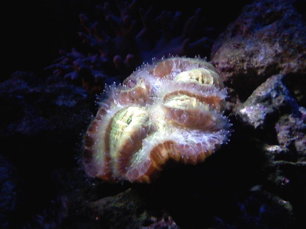Green open brain at night