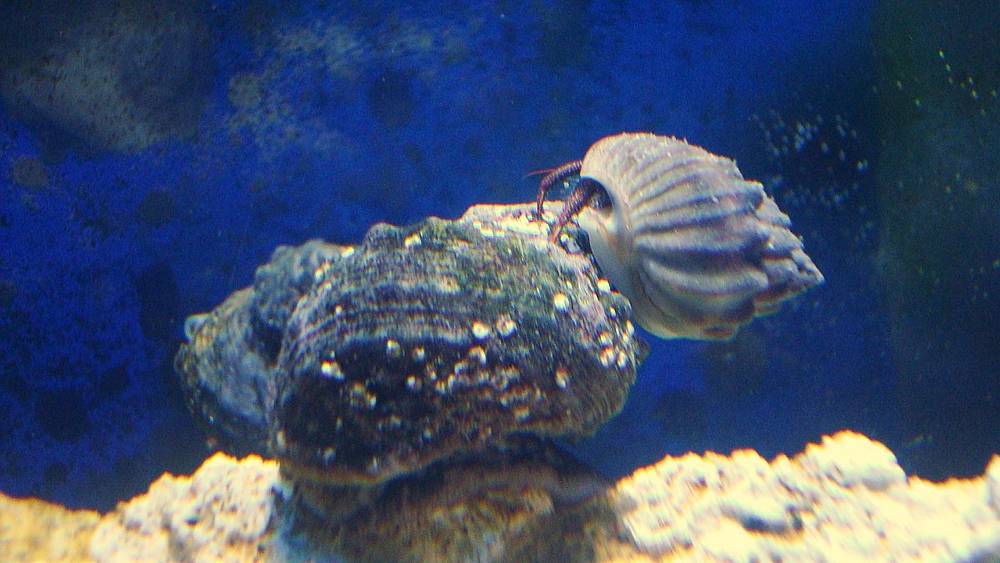 Just a cool pic of one of my hermits cleaning algae off of one of my turbo snails. I thought it was...