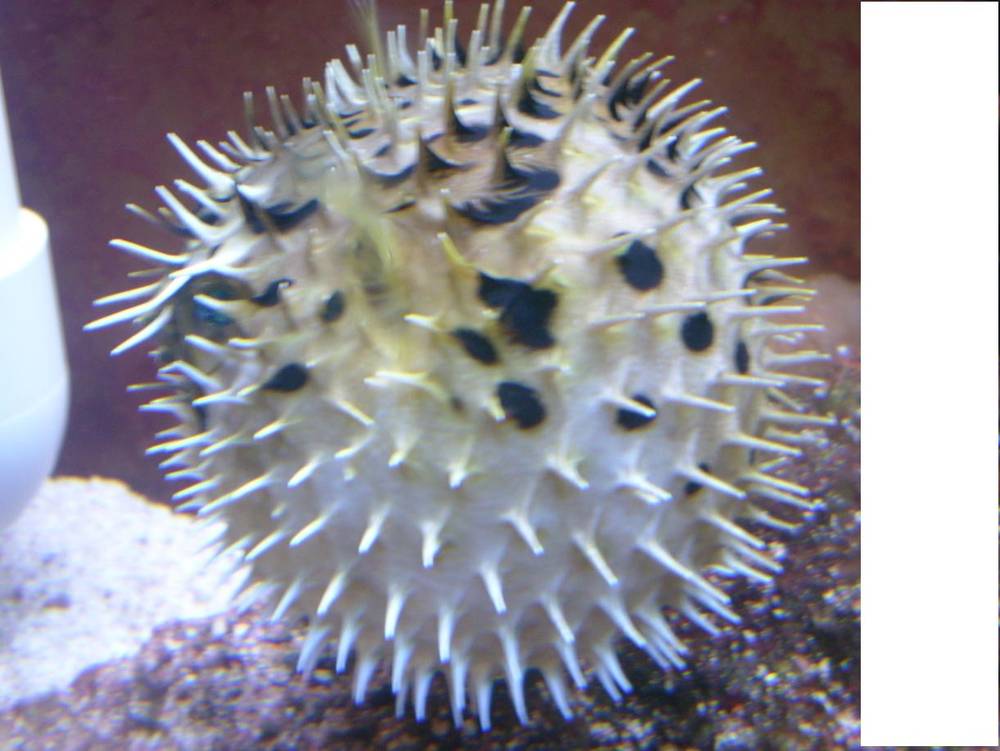 clown bullying puffer