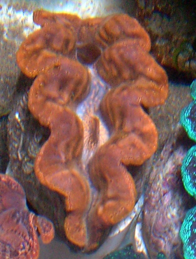 orange vietnam crocea clam
