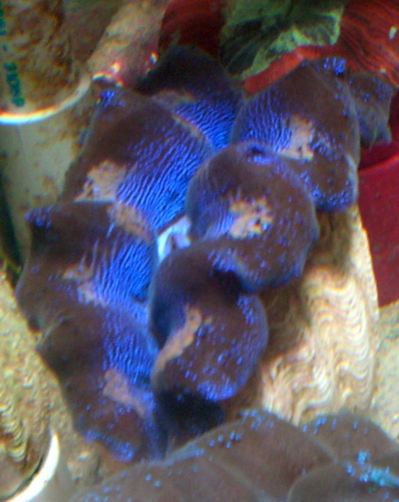 blue gold vietnam crocea