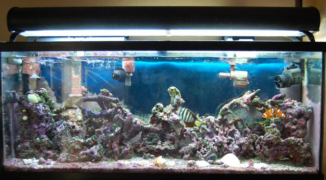 My aquarium, before, my crushed coral to sand change project