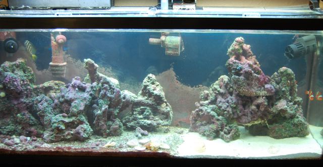 My aquarium, halfway through my crushed coral to sand change project