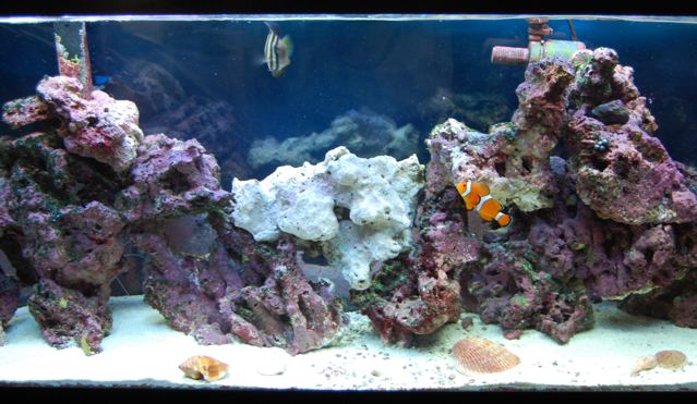 My aquarium, after my crushed coral to sand change project