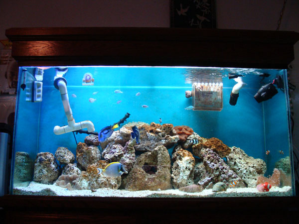 My Tank