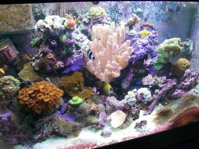 My baby.  55 gallons, established 5 years, constant work in progress.  I cannot take all the...