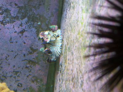 The white one is a varigated urchin.  He picks up trash and debris and decorates himself with it,...