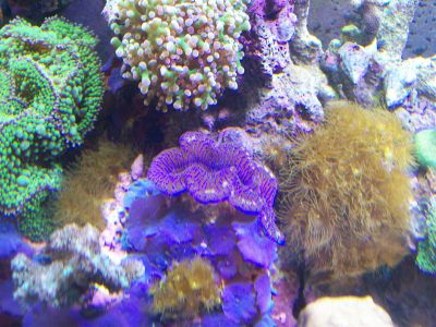 On the left are some ricordia.  To the right of them is a frog-spawn, to the right of that are some...