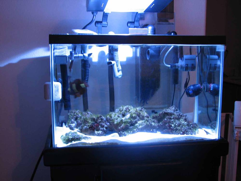 My 20G with new 70W HQI, hopefully it&#039;s enough for the critters.  It&#039;s much brighter than...