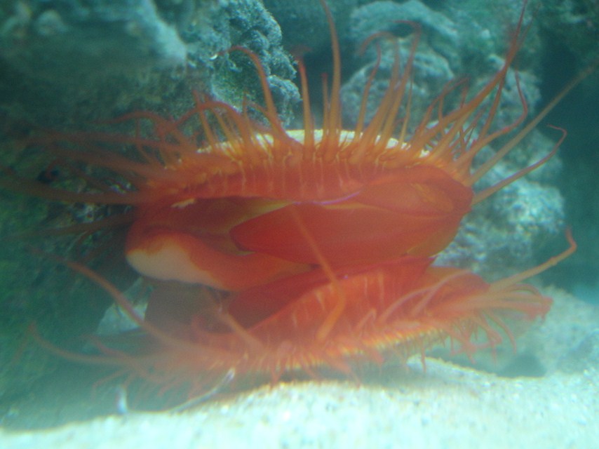 flame scallop