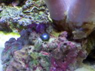 There is a black pearl thing, it&#039;s somewhat translucent-pretty but..What?