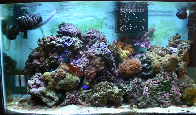 40 gal reef