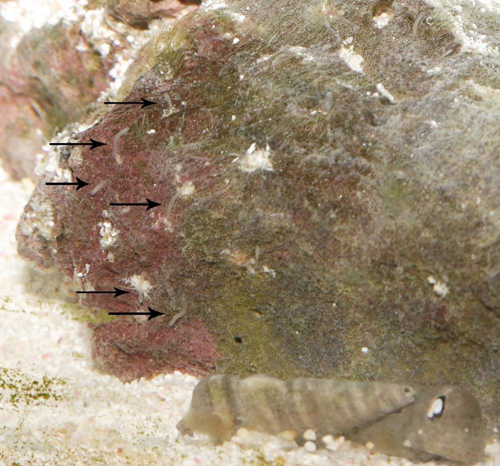 I have these weird white/transparent worms coming out of the crevices of the rock.