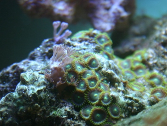 I had a large Xenia Coral (Pulsing) that died off about a month ago. I left the host rock in place...