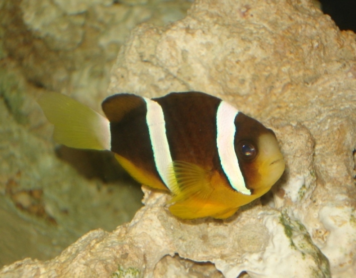 My new Clarkii - full of personality!