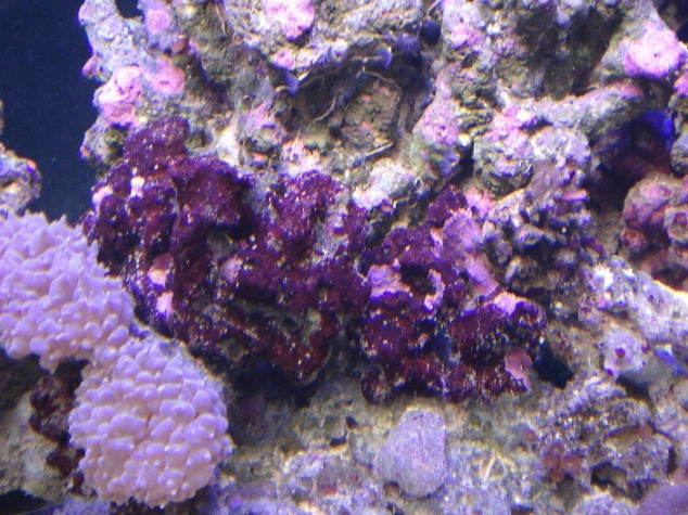 Rocks with dark red algae-ish stuff being taken over by pink coralline...