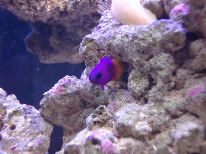 My Royal Gramma Basslet likes to hide in this space which it claims as it&#039;s own.  Whenever I...