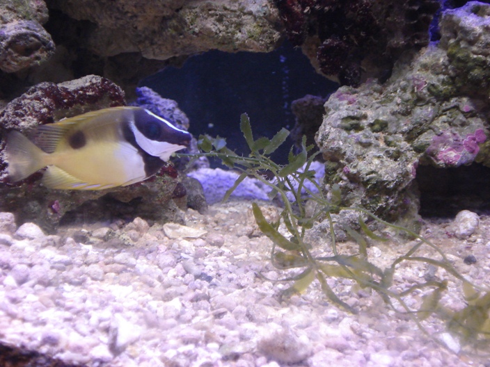 Whenever I put some Calupera in the tank my Foxface goes NUTS!!
