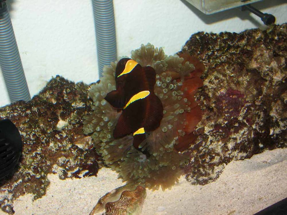 Marlin loving his new friend!