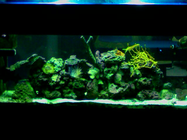 random pics of my 55 gal sw reef