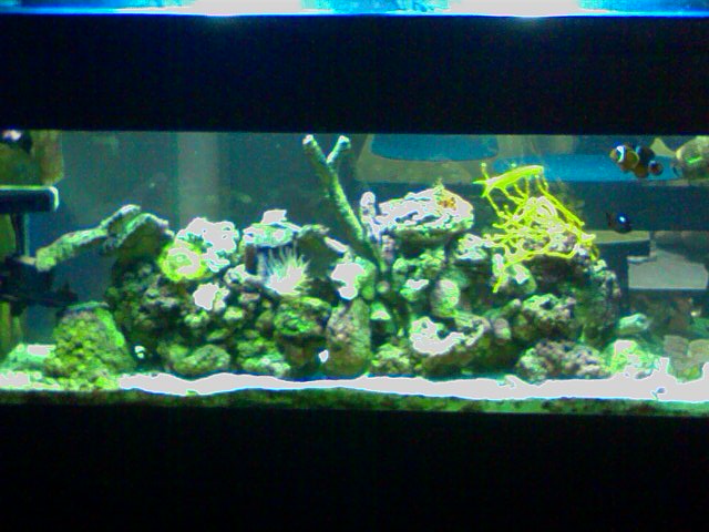 random pics of my 55 gal sw reef