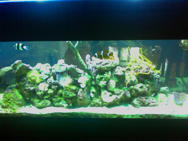 random pics of my 55 gal sw reef