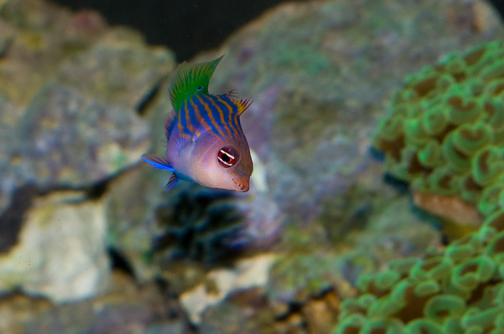6 Line Wrasse