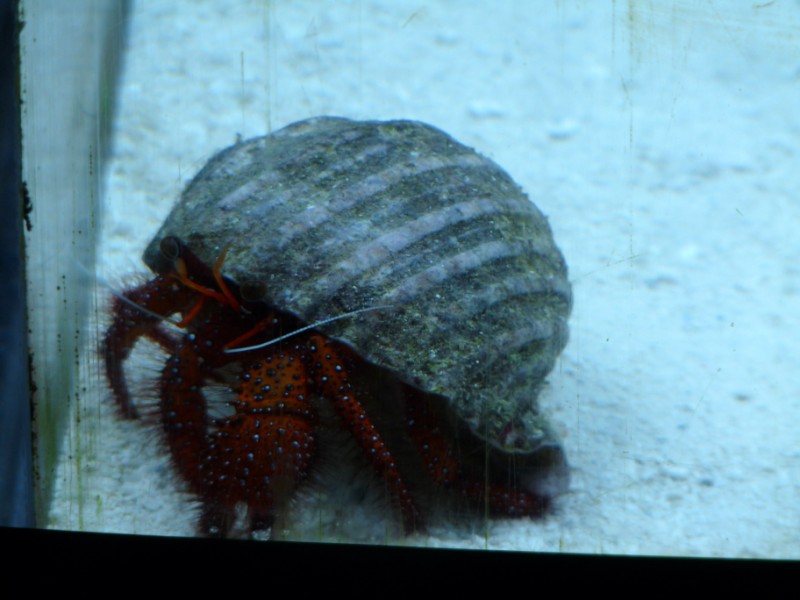 This crab climbs everwhere except when molting