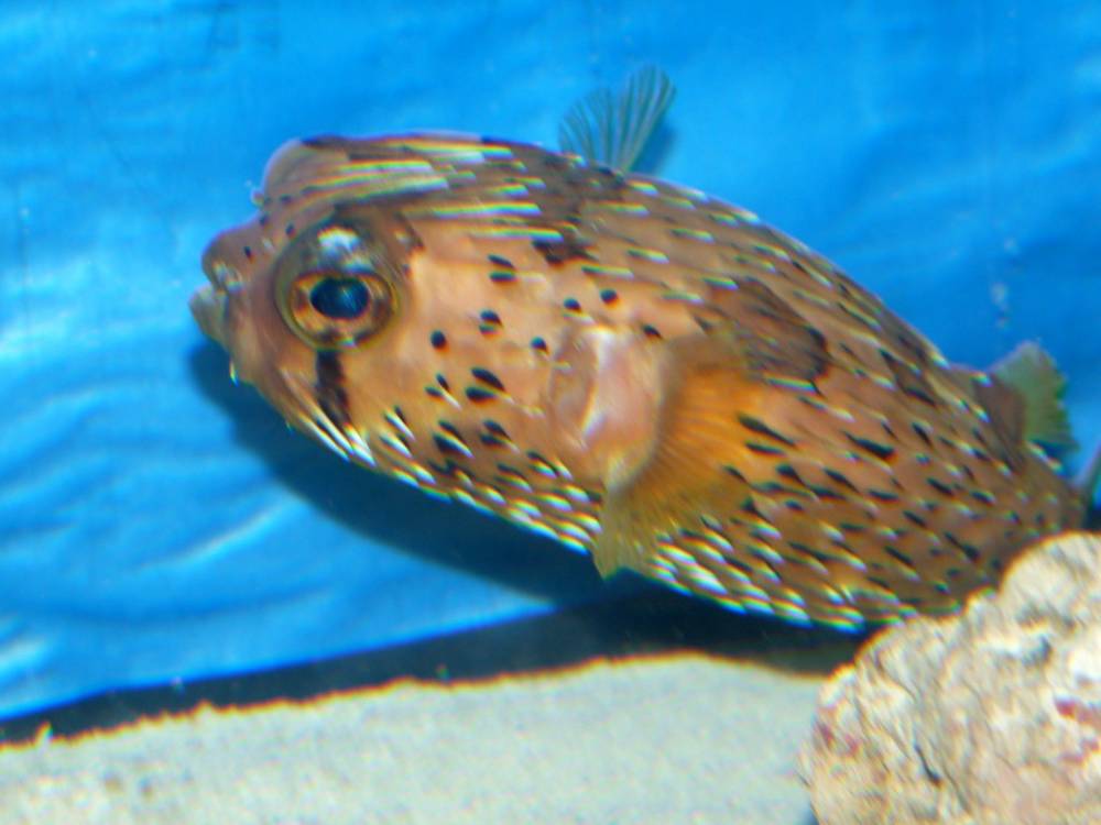 My favorite fish. What a personality - He follows me around the tank