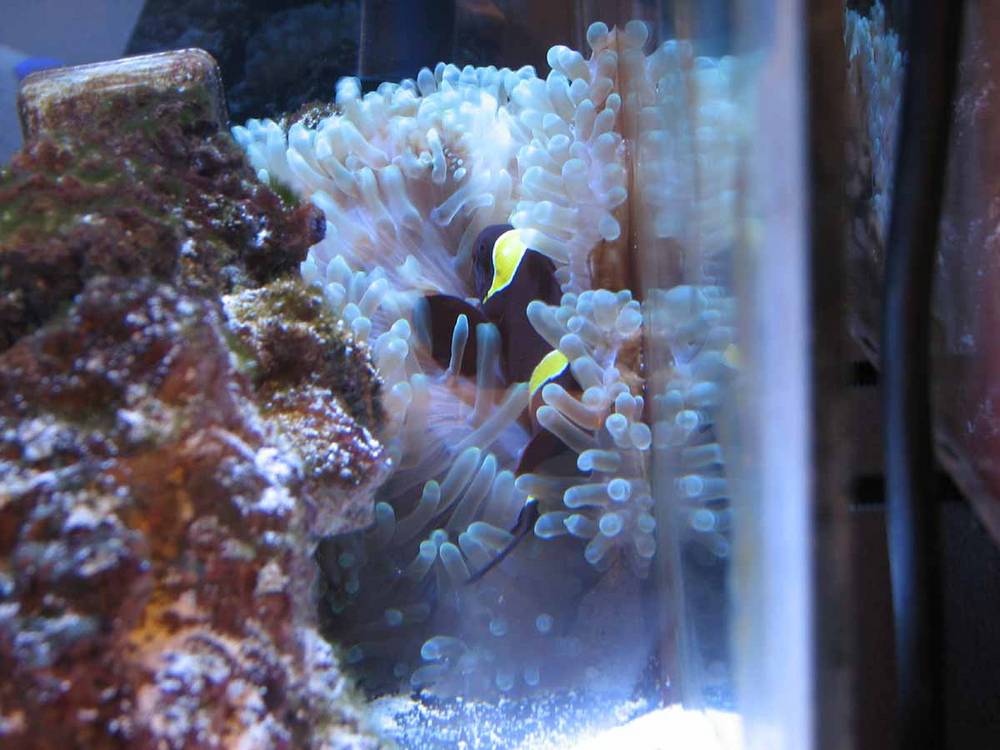 Anemone has grown quite nicely since placing it in the tank.