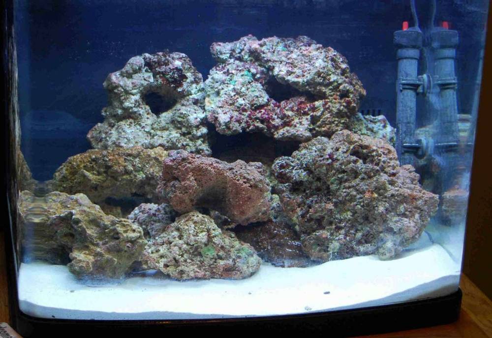 simple picture of my tank a week after startup