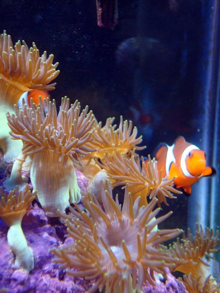 Spreading Anemone.  Not the good kind!
