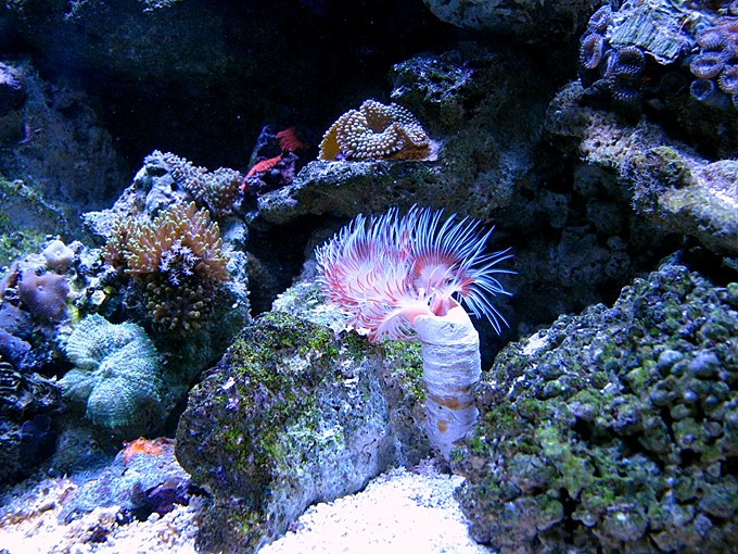 Better photo of my CoCo Worm.  I feed phytoplankton to keep this and feather duster healthy.
