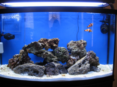 A new picture of the tank.  I think the clowns are camera hogs - they always come to the front of...