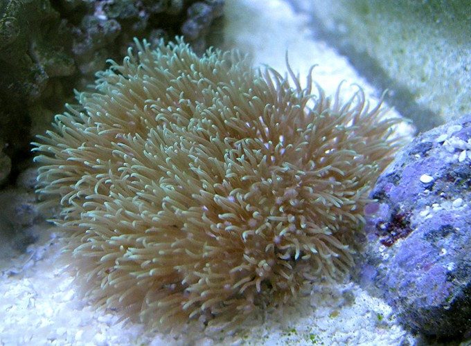 Green Star Polyps