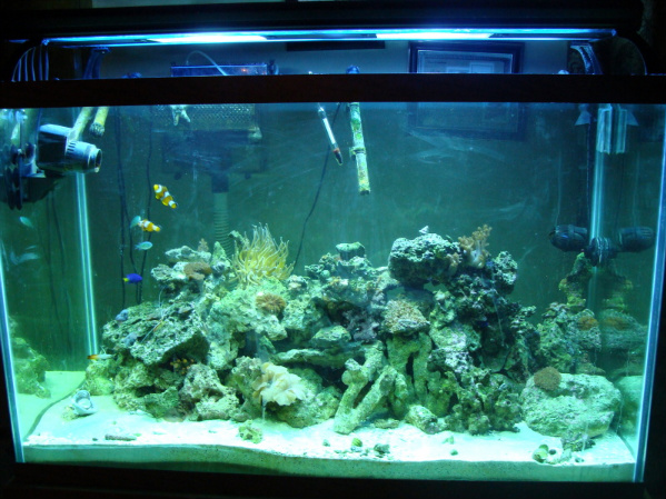 155g reef
