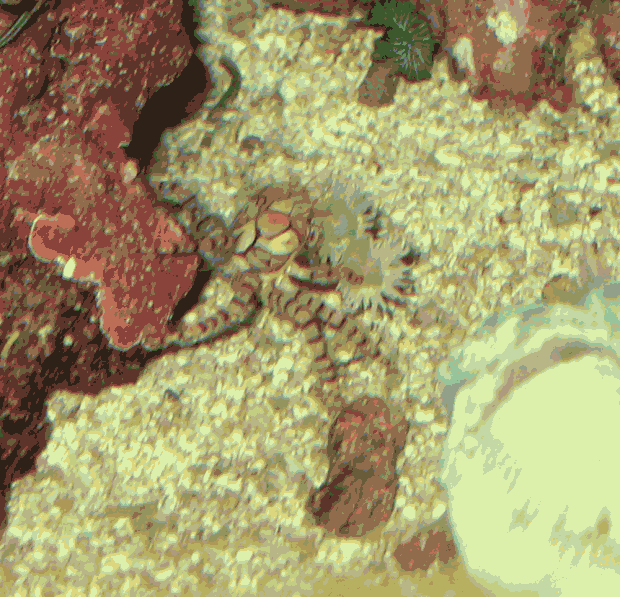 6 months in my tank and only for two times i was able to do a photo