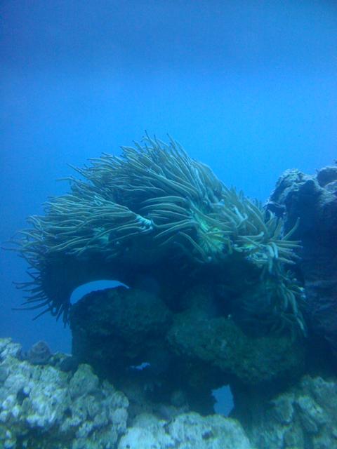 Australian Elegance<br />
The Centerpiece of my Aquarium