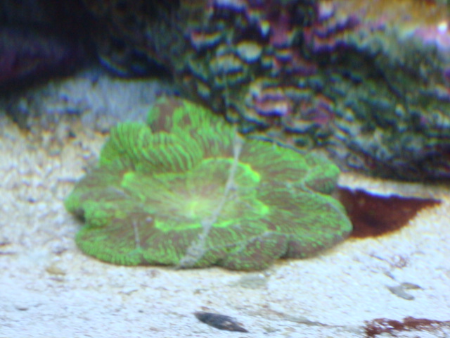 Brain Coral