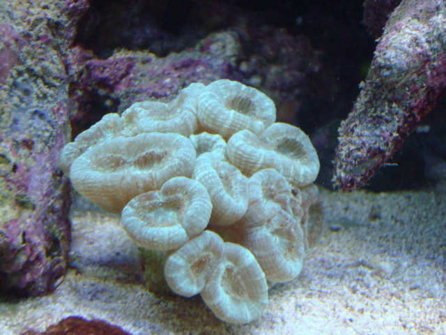 Candy cane coral that I just fragged!  My first time to frag went really well.