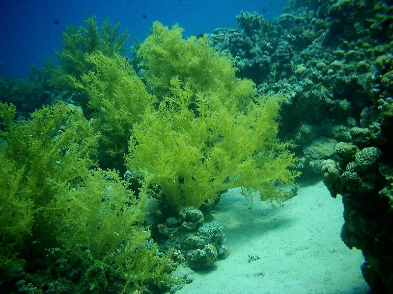 coral in the sea