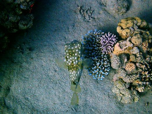 coral in the sea