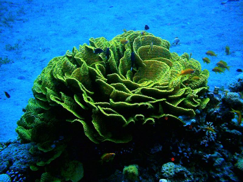 coral in the sea
